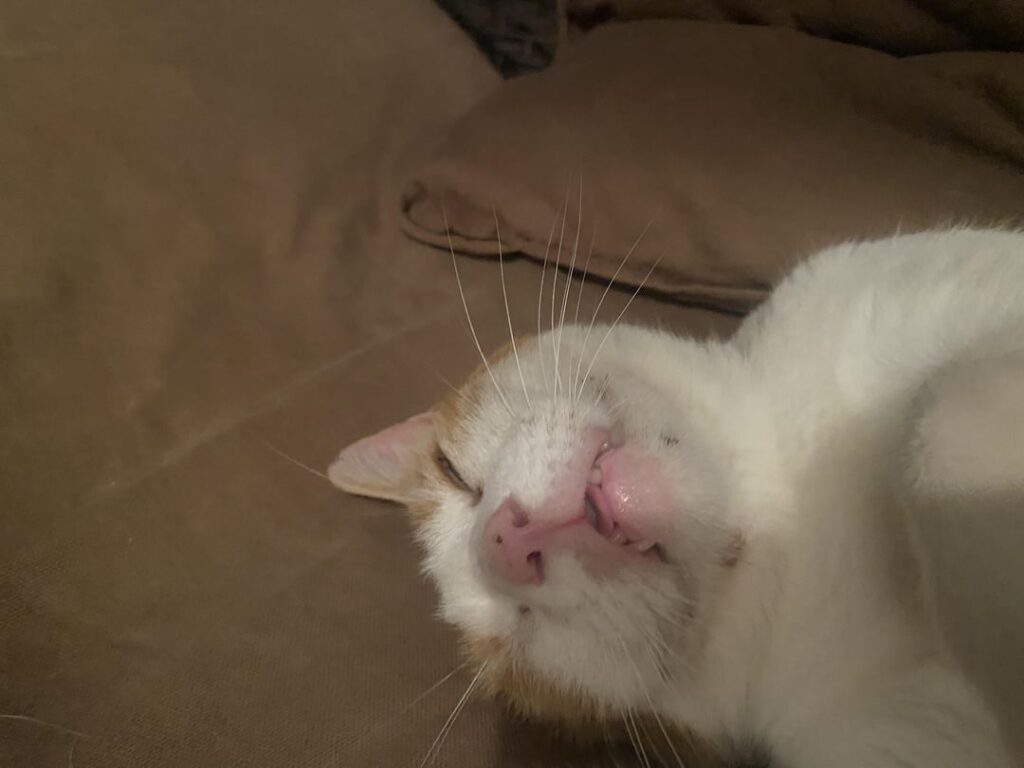 キプロスの猫、とても優しいので、何かしてあげてもいいですか？