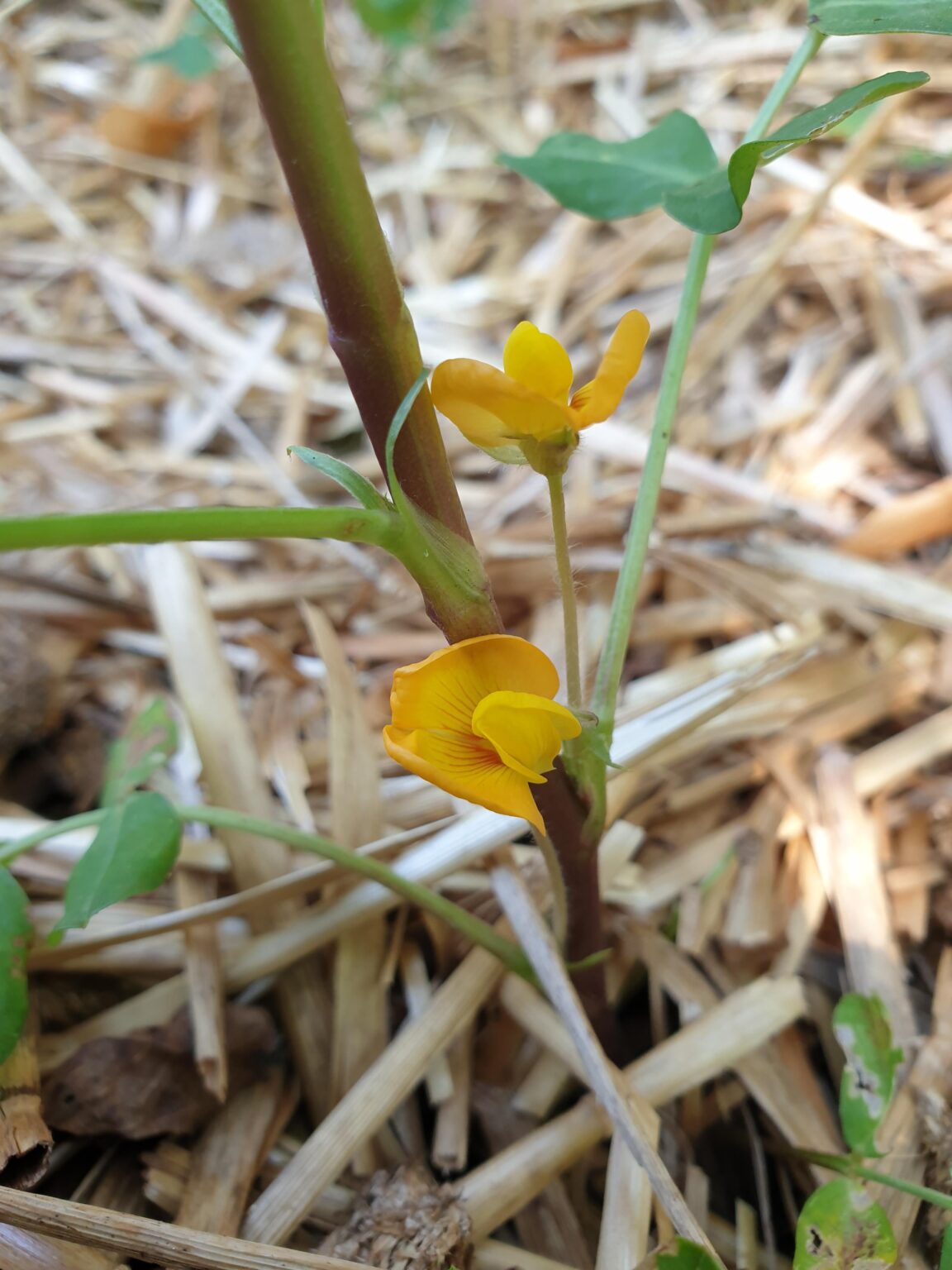 落花生の花が咲くのを見たことがありますか？