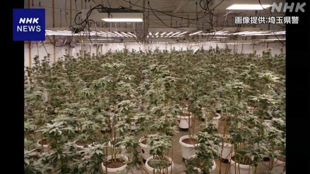 大麻草約1500株 営利目的で栽培か ベトナム国籍の6人逮捕 茨城 - nhk.or.jp