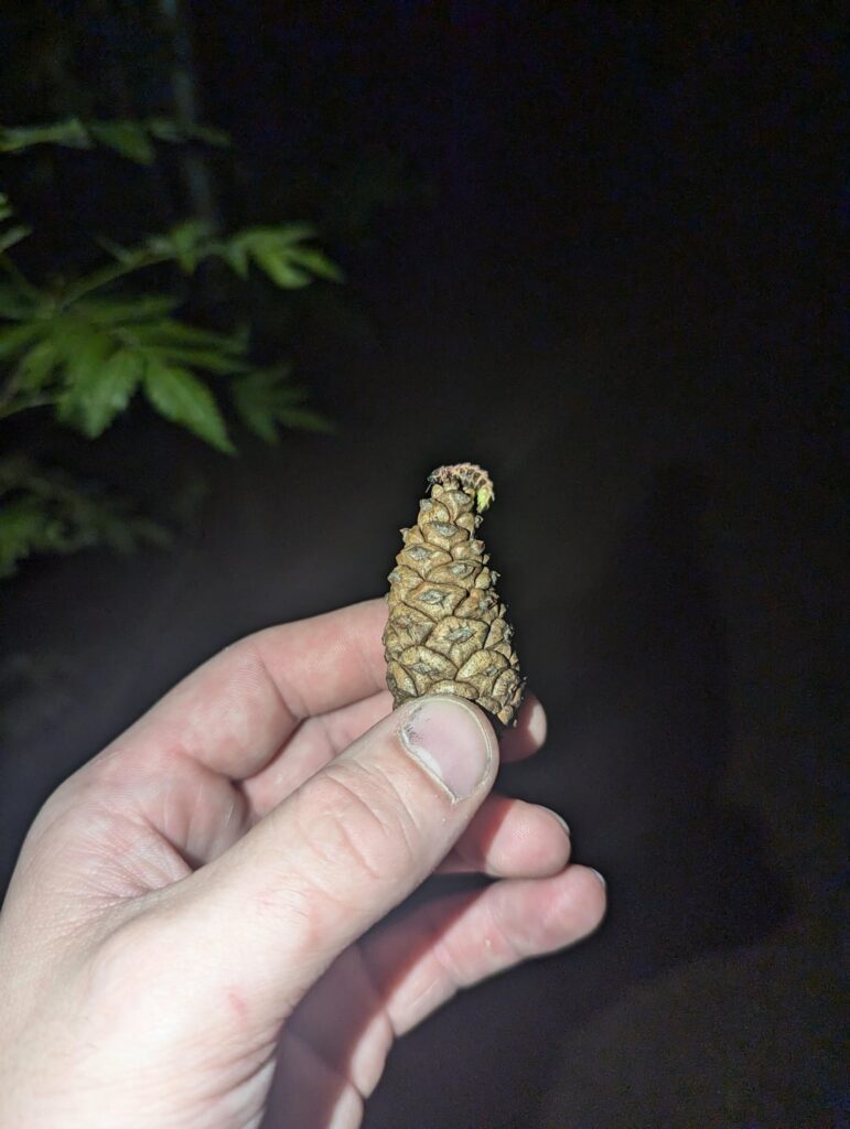 発光する虫を見つけたのは初めてです！ここにいるなんて知りませんでした。