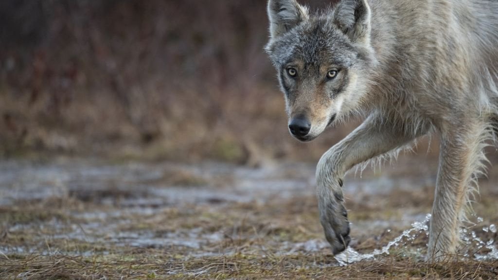 州ロイスデンで犬がオオカミに襲われ連れ去られた疑い