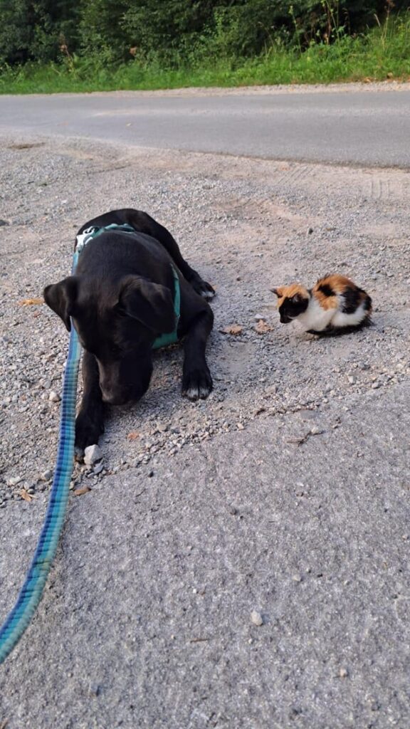 猫を不妊手術しましょう! 猫を不妊手術しましょう!