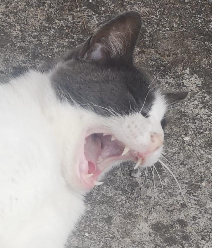 キャットボット