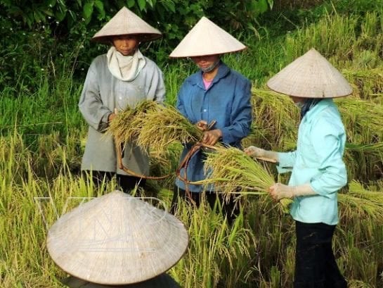 リマソールでノンラー（ベトナム/アジアの円錐形の麦わら帽子）はどこで見つかりますか？