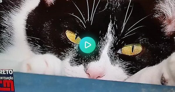 猫盗難に関するCMTVレポート（サウンドトラック）