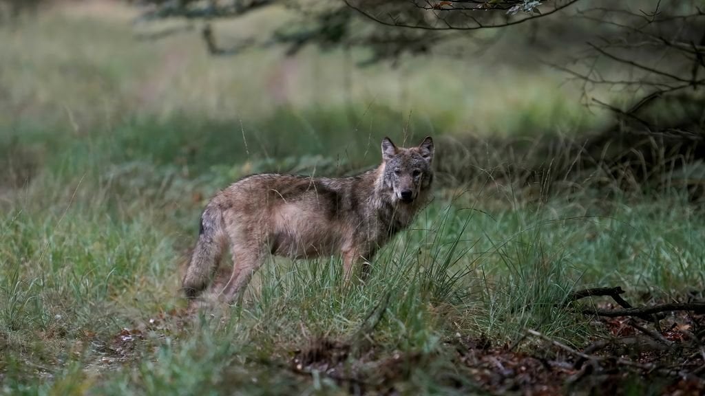 オオカミによる動物への攻撃が検出された件数は3倍以上