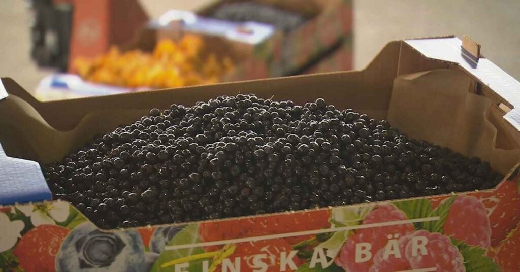 タイ、ベリー摘みのフィンランド渡航を禁止 | Yle News