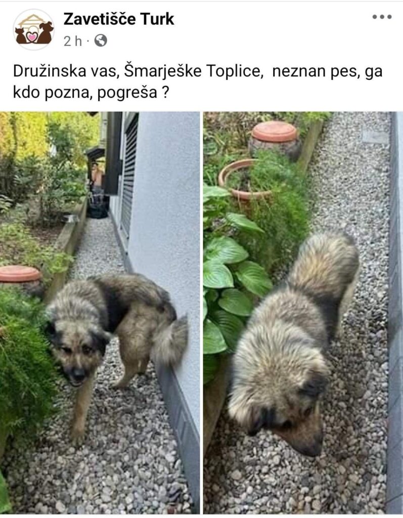 迷子の犬、シュマリェスケ・トプリツェ