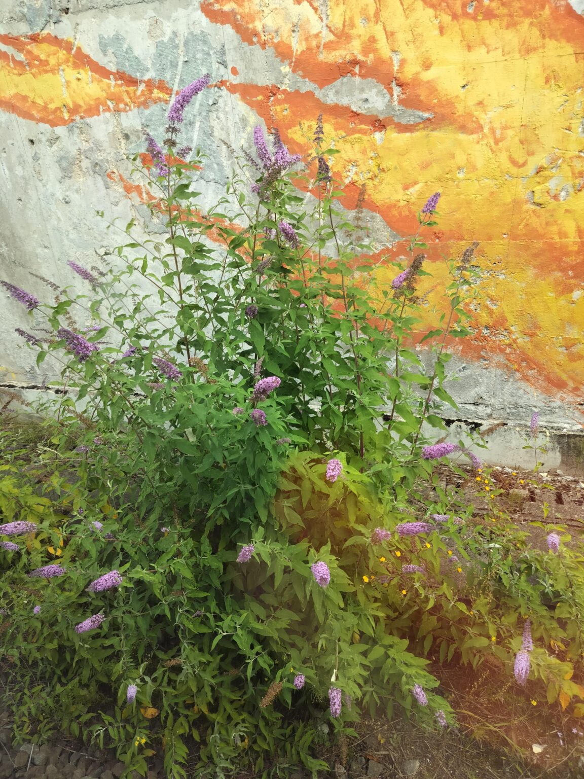 この夏、この植物がベルギーに蔓延しているのは私だけでしょうか? 誰か特定できる人はいませんか?