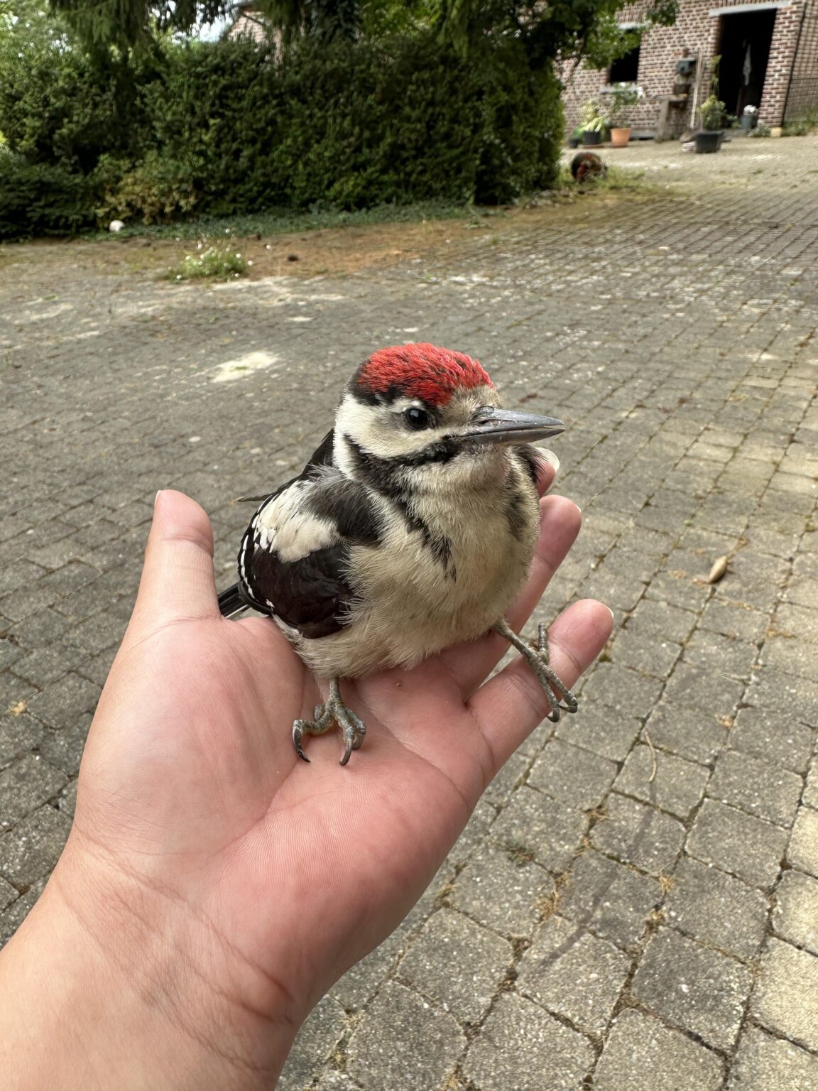 負傷した鳥