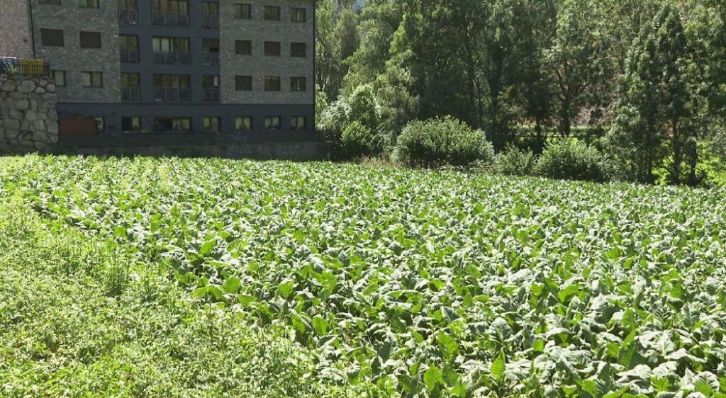 タバコの65％が8月2日の雹で被害を受けた