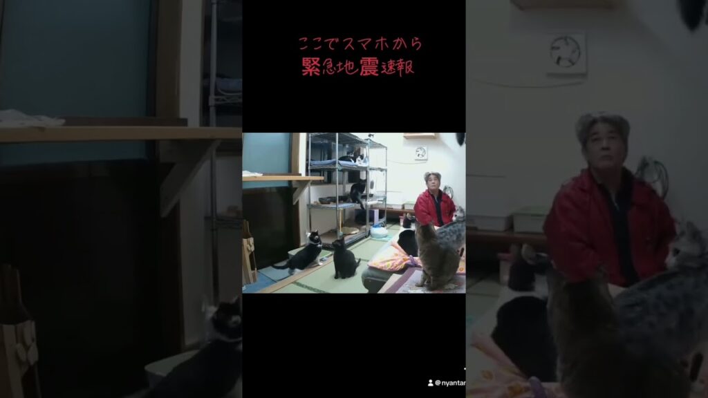 緊急地震速報より早く反応する猫たち