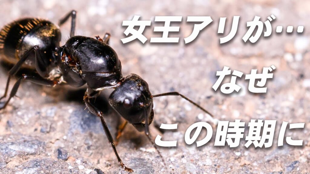 ありえない…8月に女王集団がウロウロ【クロオオアリ】 ありえない…8月に女王集団がウロウロ【クロオオアリ】