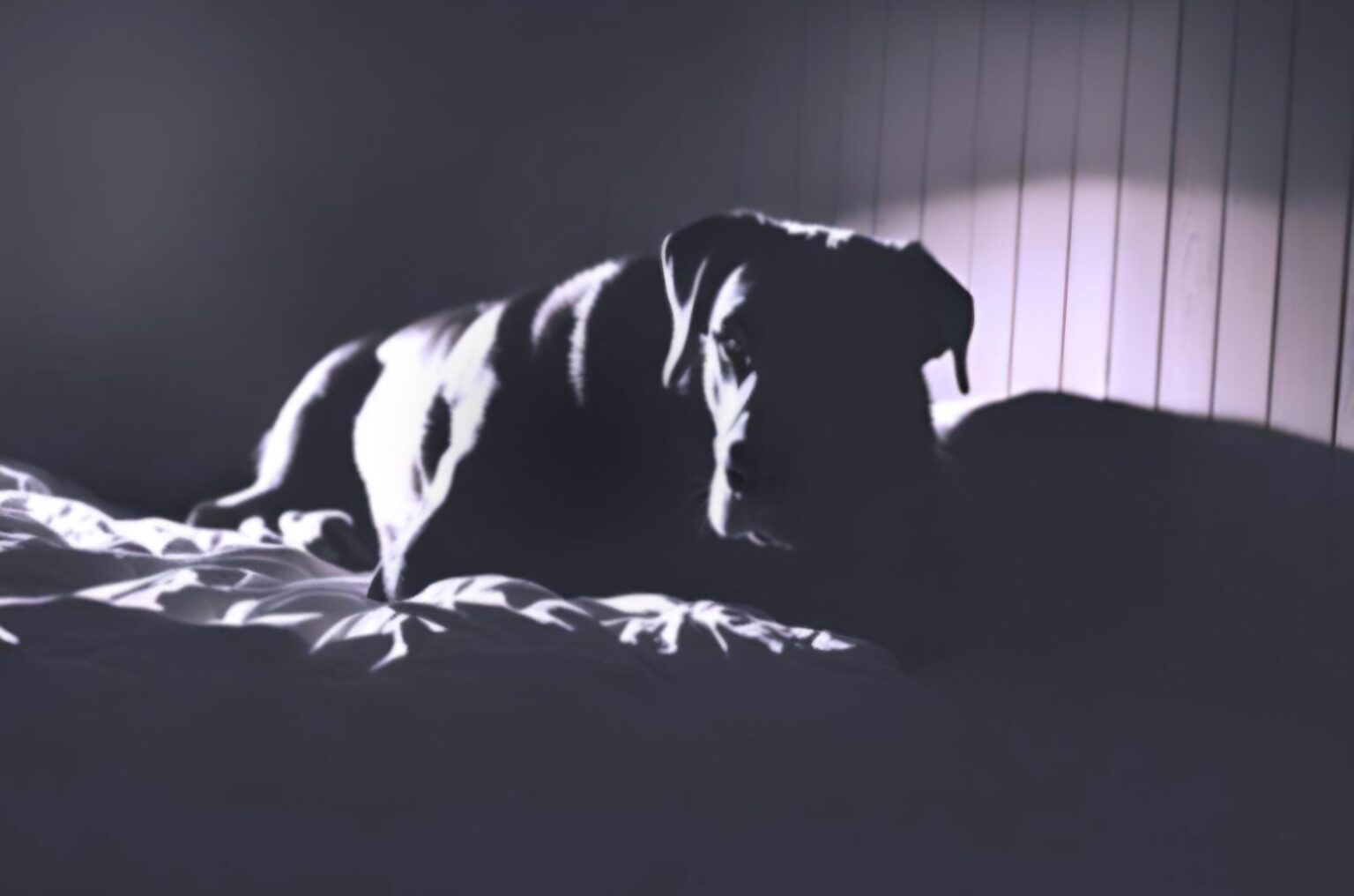 みんな、昼寝してたら犬が起きてた! みんな、昼寝してたら犬が起きてた!