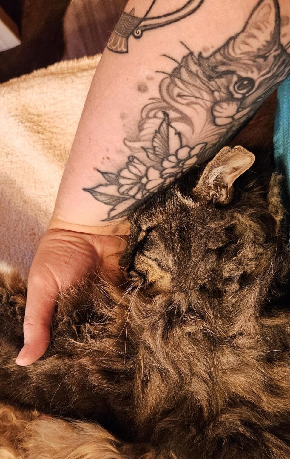 彼は（ほぼ）すでに猫ボットです