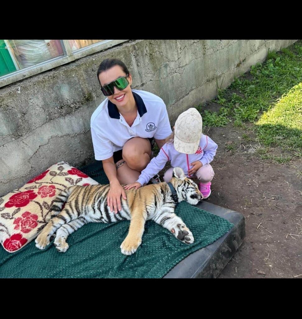 リトアニア・クライペダ動物園。若いトラは来場者が撫でられるように鎮静剤を投与されたり眠らされたりしている。