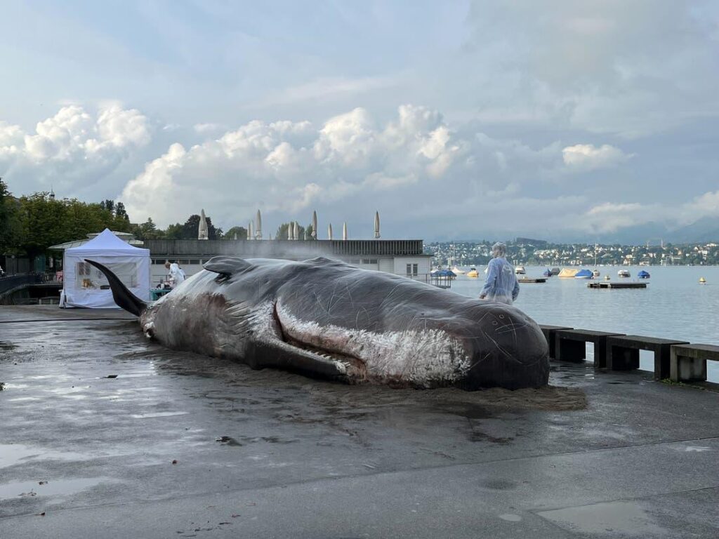 チューリッヒのウトクアイで腐敗したマッコウクジラ