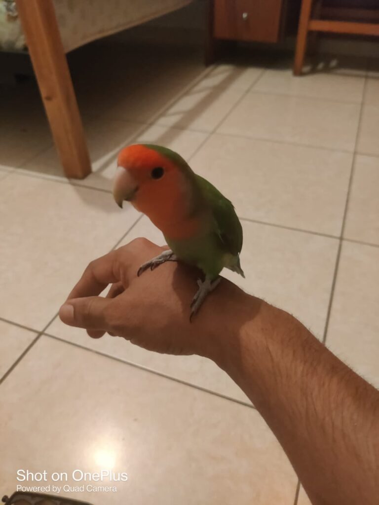 桃色のラブバードが発見された