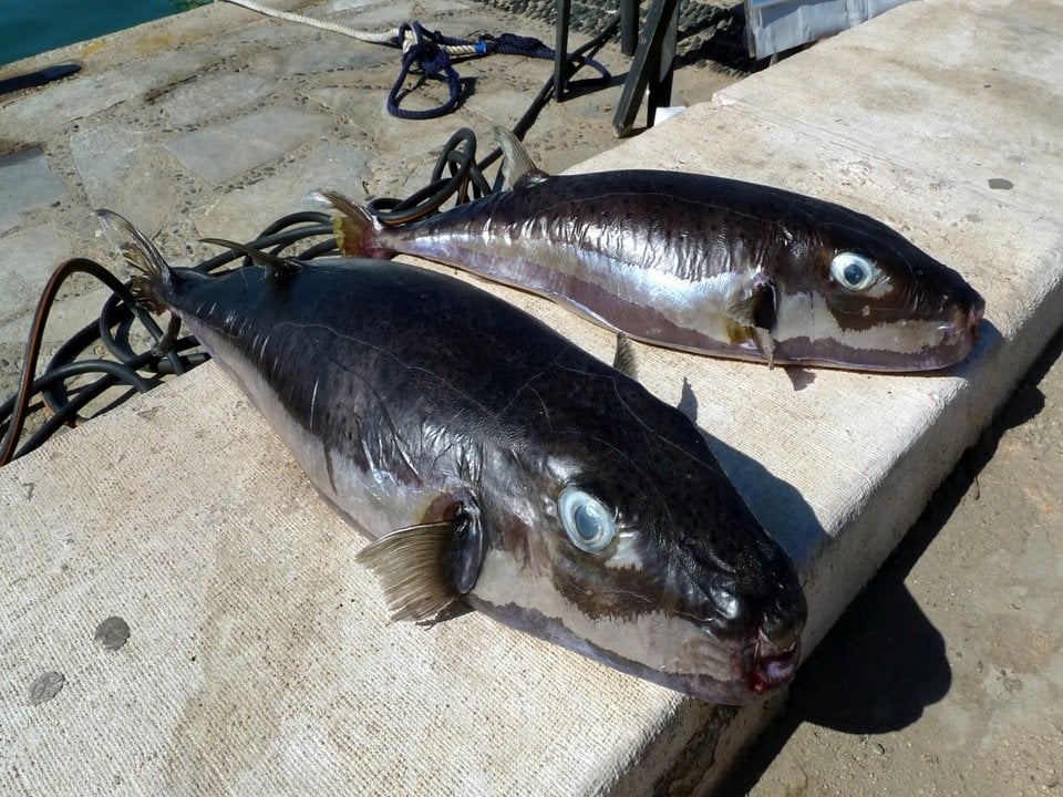 外来毒魚駆除へのさらなる支援