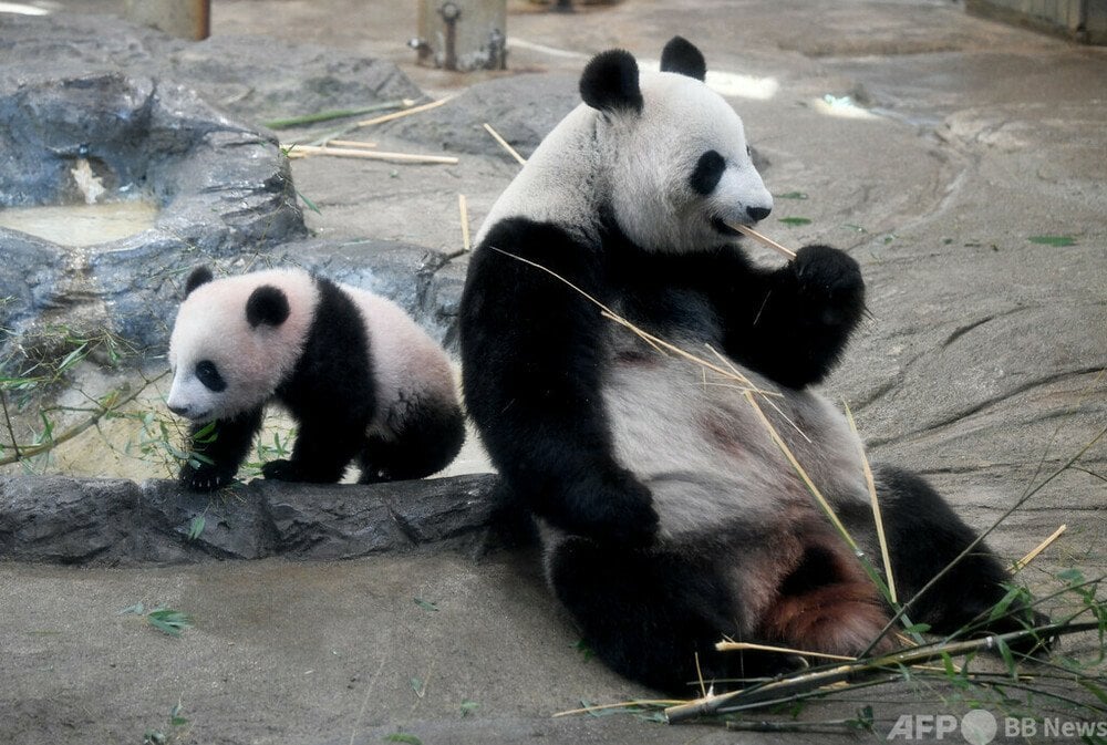 上野動物園のパンダ2頭､9月末に中国返還