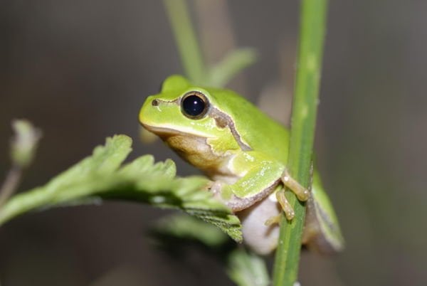 絶滅寸前だったアオガエルがベルギーで力強い復活を遂げる