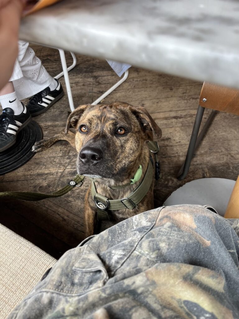 攻撃的な可能性のある犬種の飼い主の経験 攻撃的な可能性のある犬種の飼い主の経験