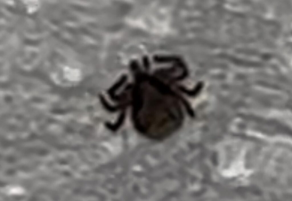 これはダニですか？とても小さいのですが、足の上で死んで乾いていました