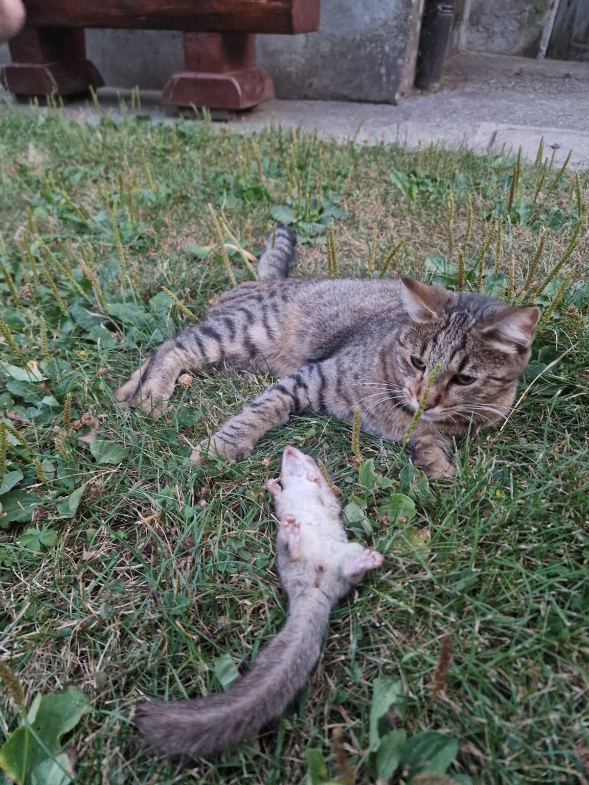 狩猟用キャットボット