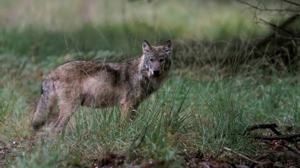 父親はロイスデンでのオオカミとの出来事を語り、写真を共有する