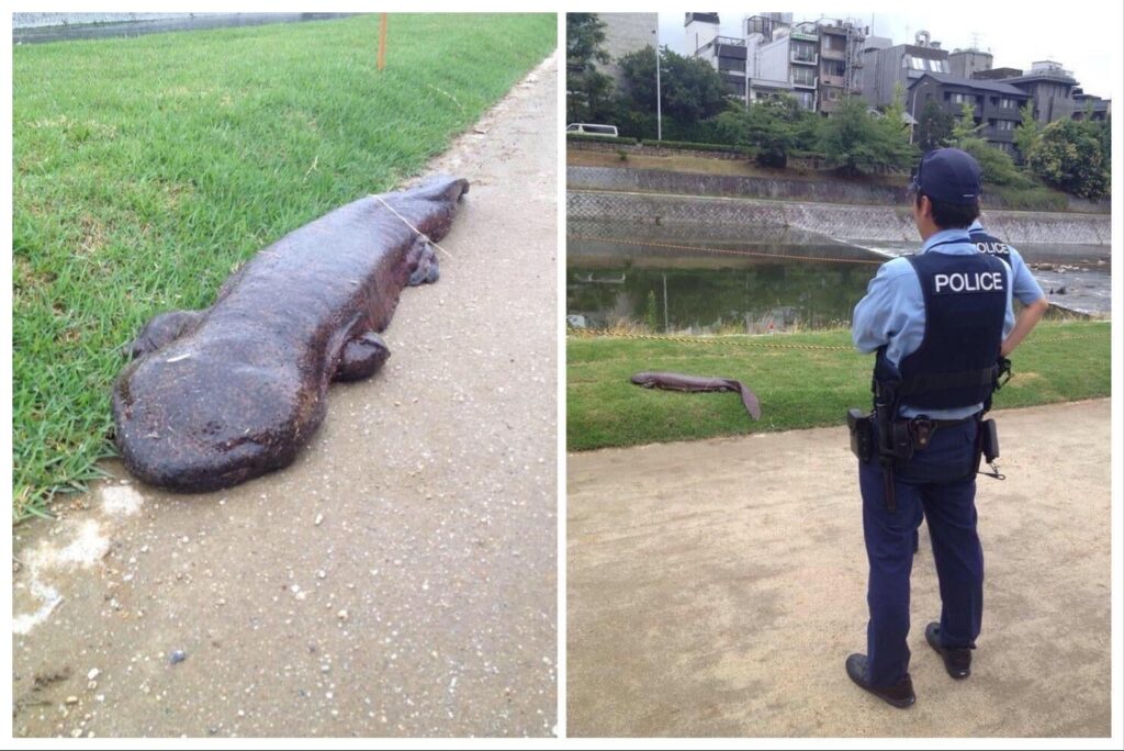 少なくとも彼らはまだヴルタヴァ川に入っていない