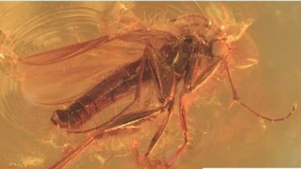 デンマークで発見された琥珀から希少な蚊の種が発見される