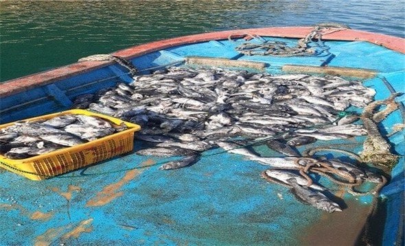 養殖場で魚大量死、猛暑による海水温上昇に耐えられず ｜ 韓国・全羅南道