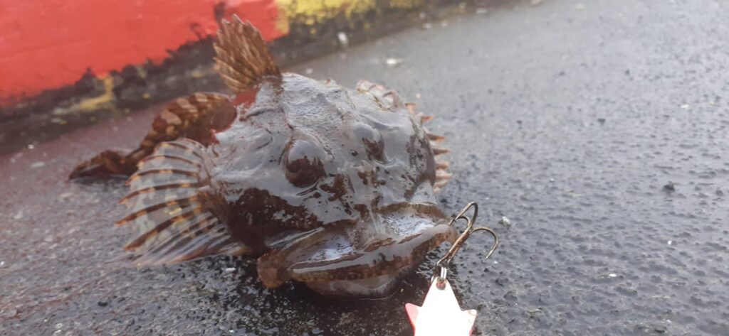 今月釣った魚の写真です