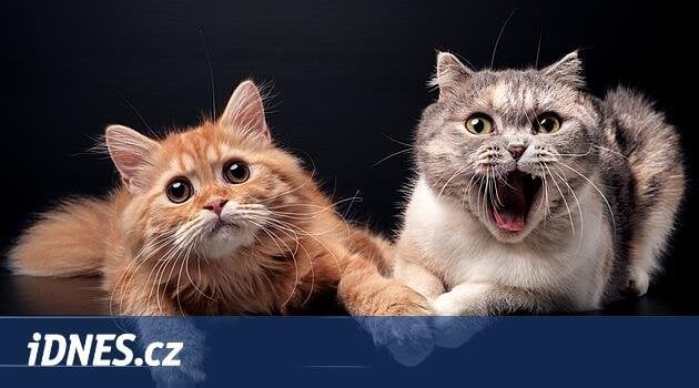 将来、猫も犬と同じようにチップでマークされるようになるだろう、それは上院で聞かれた - iDNES.cz / Supr、だから誰かが真剣に調査している、おそらく10年後にはこれほど多くの貧しい猫は存在しないだろう不幸な運命を背負って。