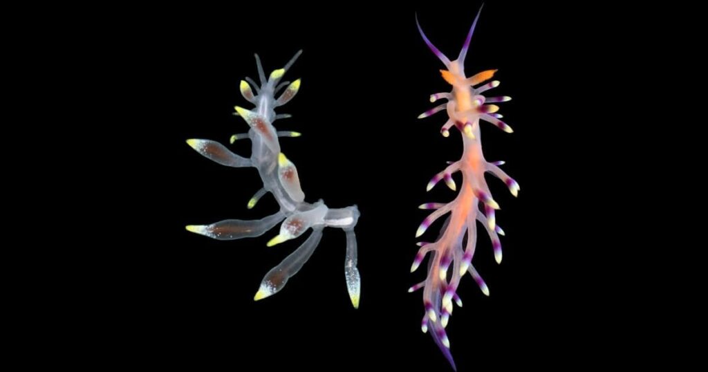 ゴカイの新種はウミウシそっくり、研究者も「誤解」