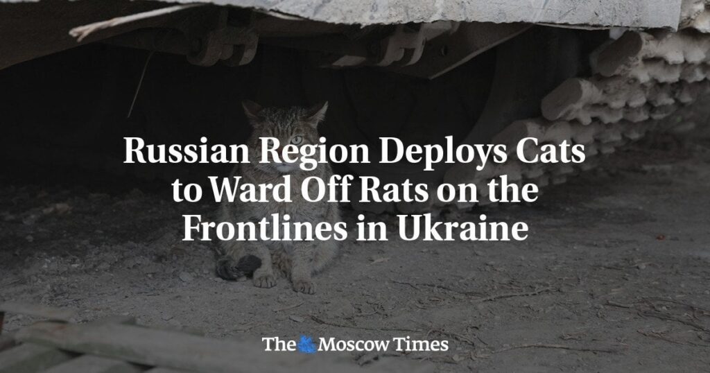 ロシア地域、ウクライナの最前線でネズミ駆除のため猫を配備