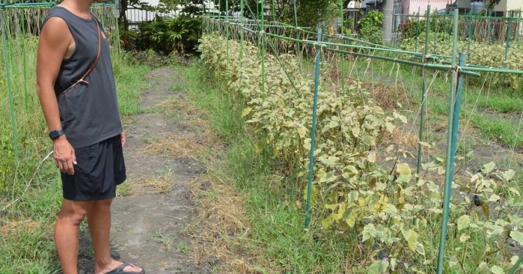 猛暑が夏野菜の生育や魚の養殖に影響 価格高騰が食卓直撃も