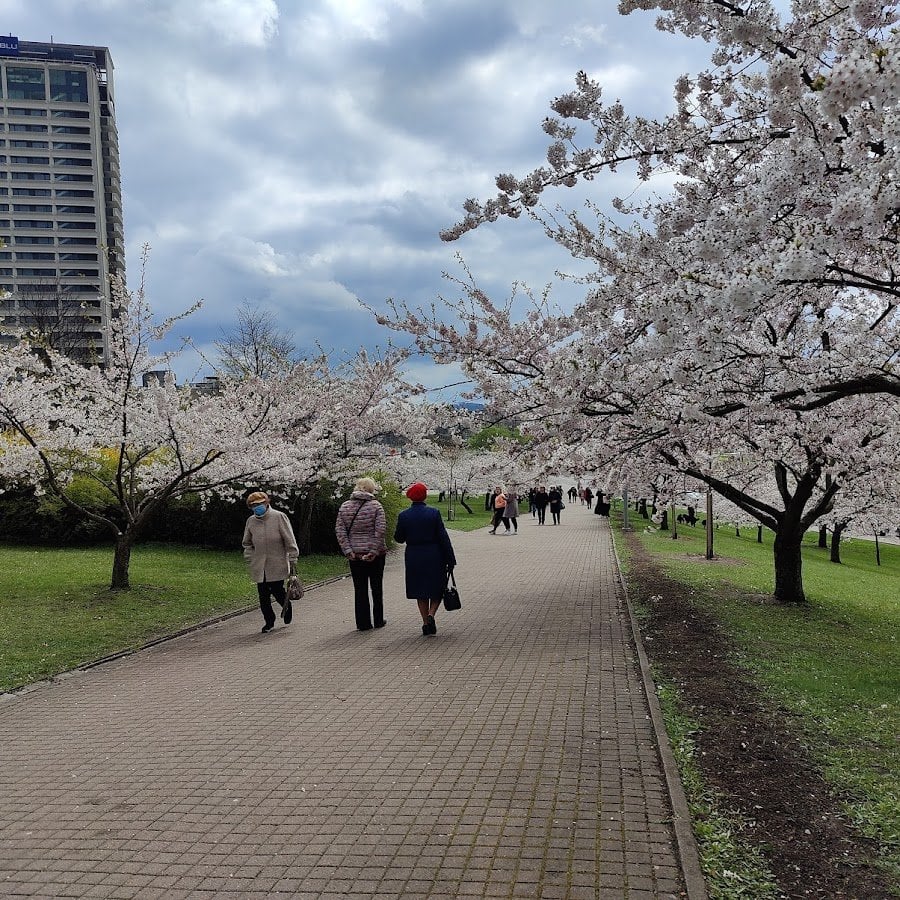 Ch.杉原さくら公園