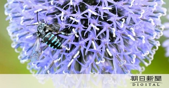 瑠璃色の花に瑠璃色のハチ、熊本・産山でヒゴタイ咲き誇る