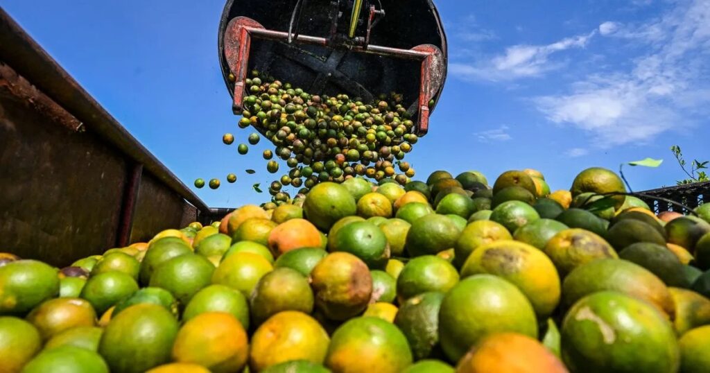 世界からオレンジが消える可能性、その原因は猛スピードで蔓延する植物の病気