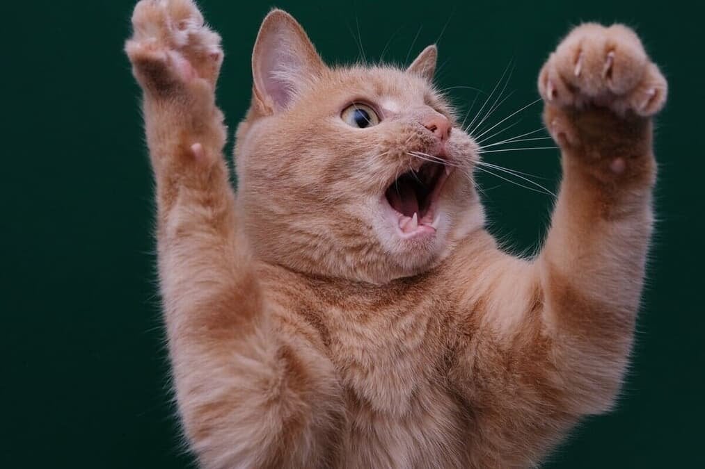 テレビの前で猫パンチ連発...女子体操を見たネコたちが次々「ハンター化」一体なぜ？【狩猟本能がかき立てられる】