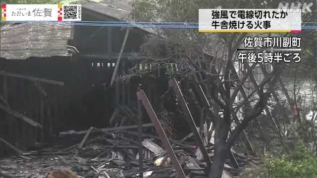 牛舎が半焼 牛２８頭死ぬ 台風の強風で電線が切れた可能性も 佐賀県佐賀市