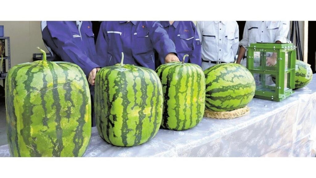 四角いジャンボ西瓜が「立った！」、栽培した高校生「形は９８点」…かぶりつくと「想像と違う」 富山県入善町