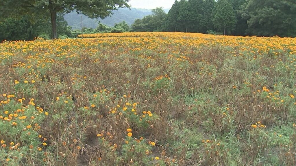 暑さで異変か 日本最大級フラワーパークで夏に人気…10万株「マリーゴールド」約３分の１が枯れてしまう 原因は高温多湿で誘発された「青枯病」 鳥取県南部町