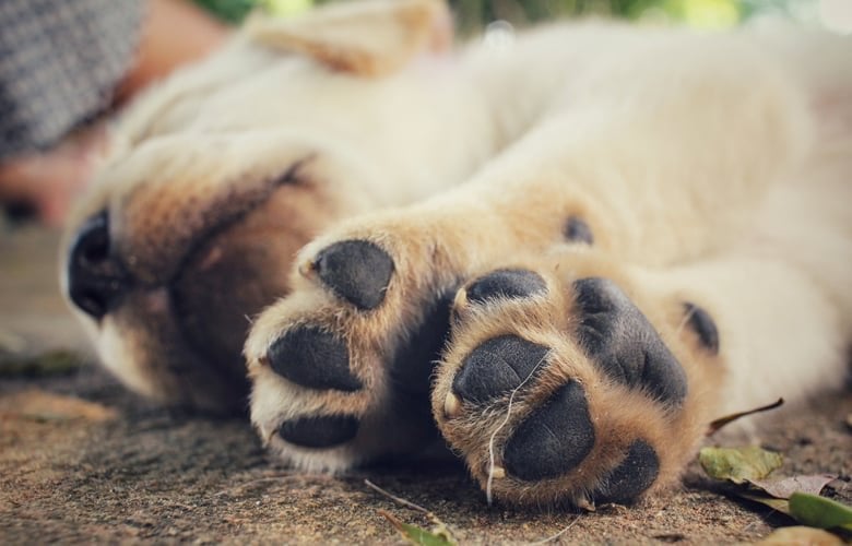 サンクトペテルブルクで老夫婦を立ち退かせるために犬に餌を投げた