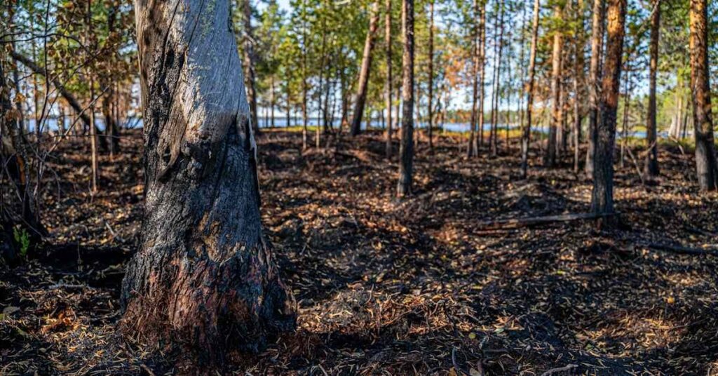 北の凍りはもう終わり：夏の暑さがラップランドを燃え上がらせる | Yle News