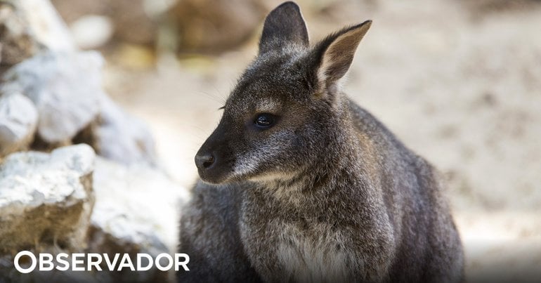 アルマダで放し飼いにされたカンガルーが捕獲された。  ICNFには所有記録がなく、所有者は動物密売の犯罪に関与している可能性がある