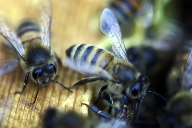 科学者らが50年以上ぶりに絶滅危惧種のミツバチを再発見