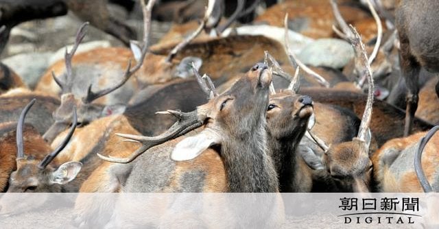畑荒らした奈良のシカ、特別柵内での終生飼養やめ「一時収容」方針へ - 部会で質問「安楽死を意味するのか」リーダー明言避け持ち越し