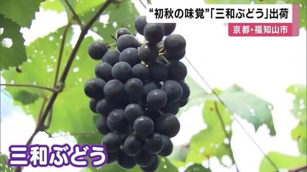 “初秋の味覚”「三和ぶどう」出荷始まる さっぱりした甘さが人気 京都府福知山市